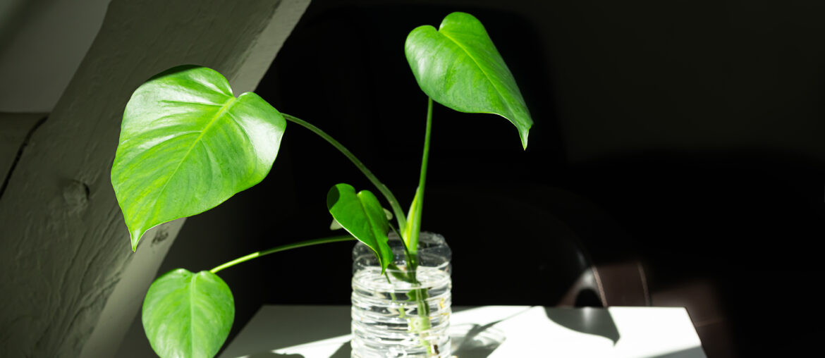 Young plant of Monstera deliciosa in water - propagation of Swiss cheese plant, home gardening and connecting with nature