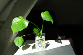 Young plant of Monstera deliciosa in water - propagation of Swiss cheese plant, home gardening and connecting with nature