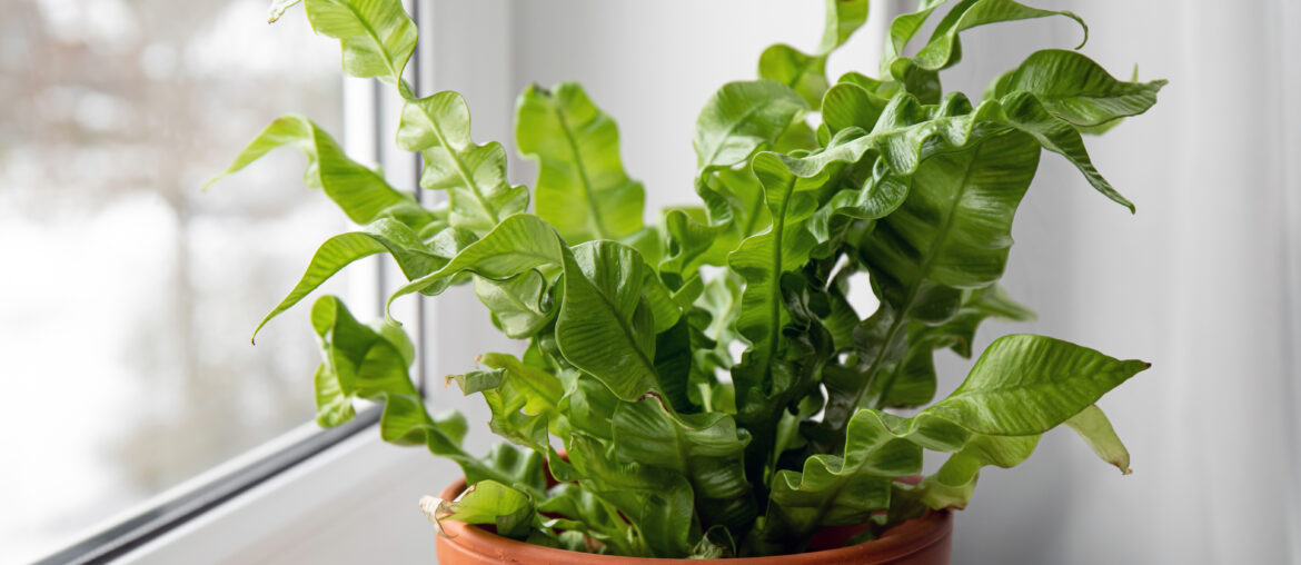 Houseplant The Bird's Nest Fern or Asplenium nidus the newer cultivar called Crispy Wave on home window sill indoors in daylight.