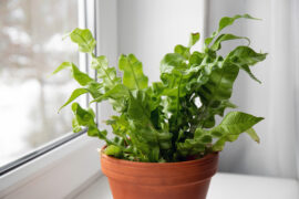 Houseplant The Bird's Nest Fern or Asplenium nidus the newer cultivar called Crispy Wave on home window sill indoors in daylight.