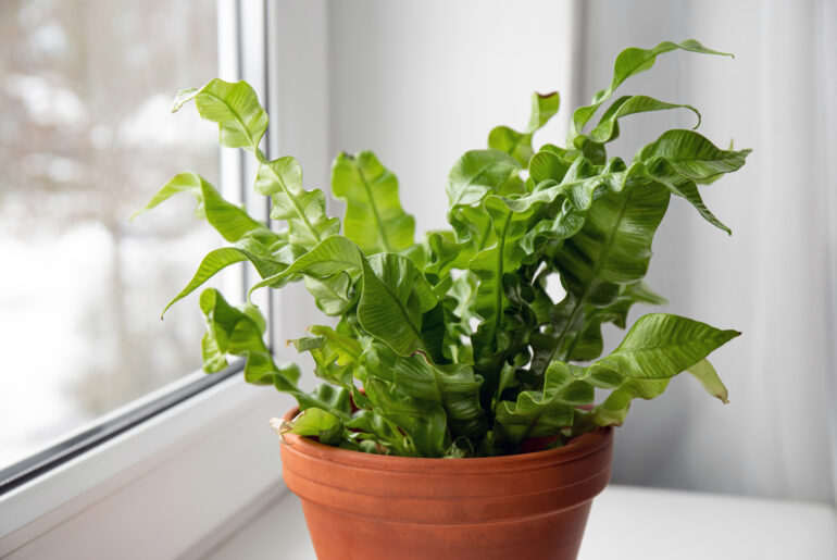 Houseplant The Bird's Nest Fern or Asplenium nidus the newer cultivar called Crispy Wave on home window sill indoors in daylight.