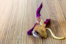 The withered orchid flower widely fall on the wooden floor