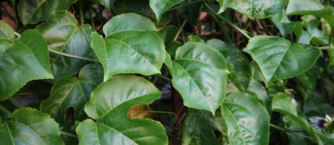 Shrubs of Passion fruit leaves or Leaf of Markisa hanging on the tree branch. Beautiful green leaves background. Rambusa. Lush of foliage.