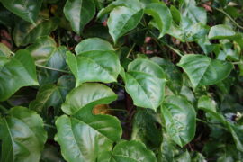 Shrubs of Passion fruit leaves or Leaf of Markisa hanging on the tree branch. Beautiful green leaves background. Rambusa. Lush of foliage.