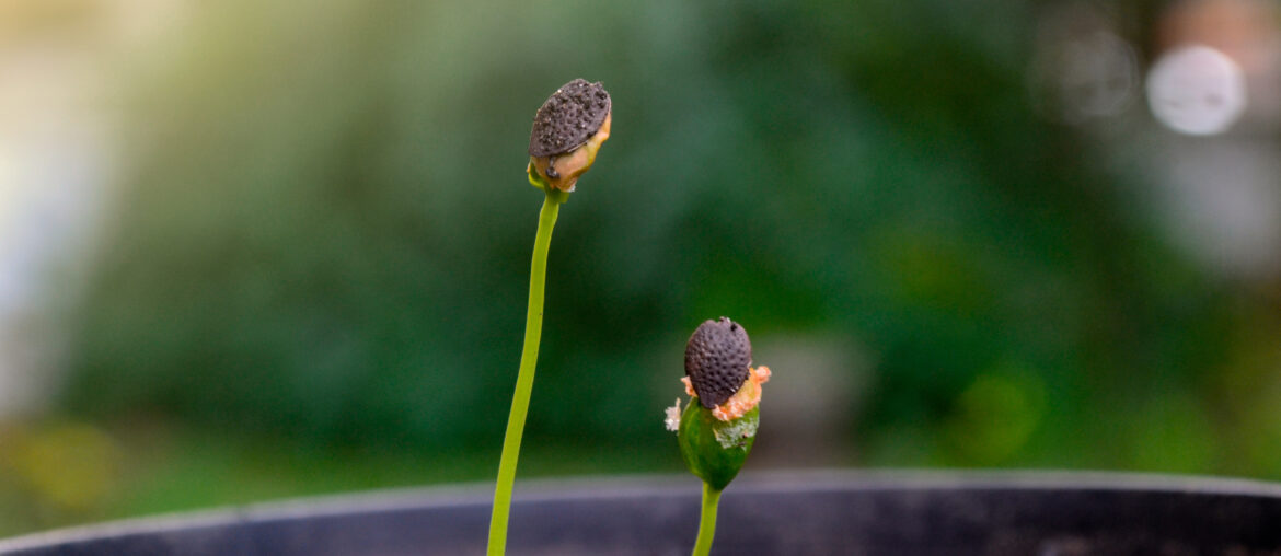 Passion fruit seedlings growing. Germinating seed . Macro photography seed.