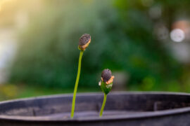 Passion fruit seedlings growing. Germinating seed . Macro photography seed.