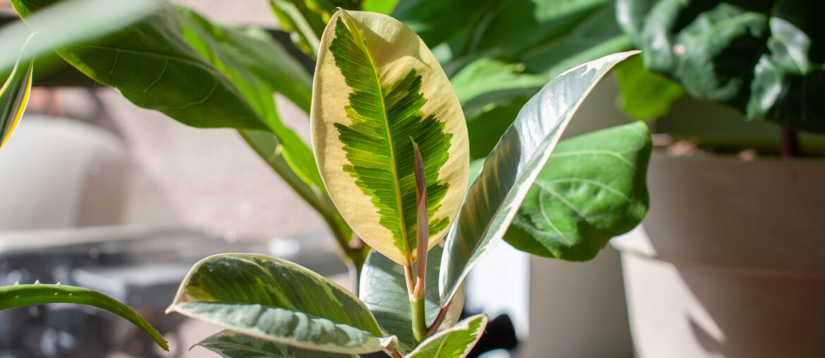 A small Varigated Rubber Tree (Ficus Elastica Variegata) sits in a white pot on a desk decorating a home office, with a Fiddle Leaf Fig in the background. New leaf is unrolling