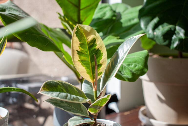 A small Varigated Rubber Tree (Ficus Elastica Variegata) sits in a white pot on a desk decorating a home office, with a Fiddle Leaf Fig in the background. New leaf is unrolling