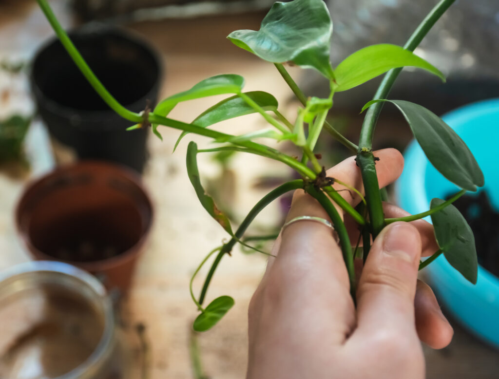 Image of philodendron cuttings repotting concept.