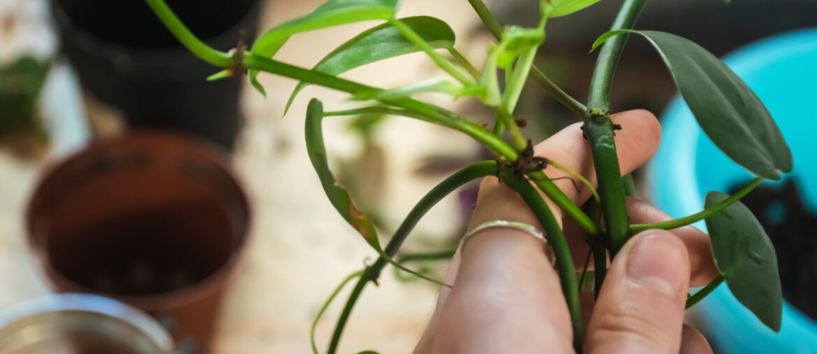 Image of philodendron cuttings repotting concept.