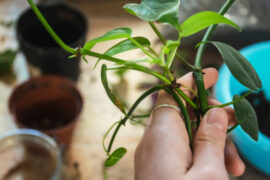 Image of philodendron cuttings repotting concept.