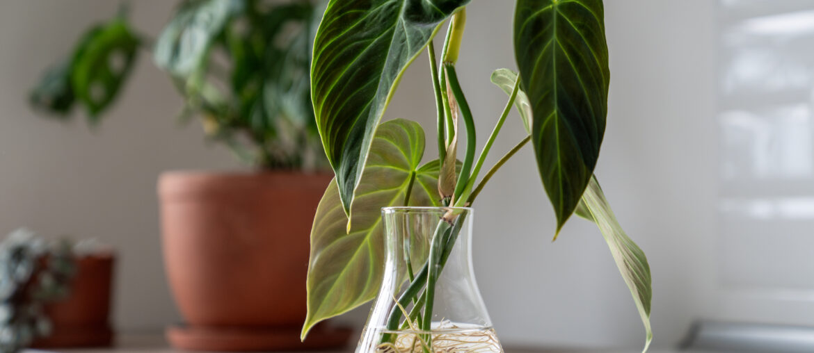 Propagating Philodendron melanochrysum plant from leaf cutting in water, closeup of houseplant sprouts in glass vase. Botany hobby.