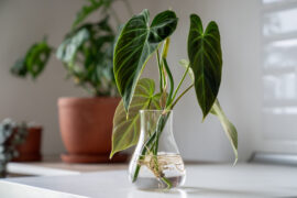 Propagating Philodendron melanochrysum plant from leaf cutting in water, closeup of houseplant sprouts in glass vase. Botany hobby.