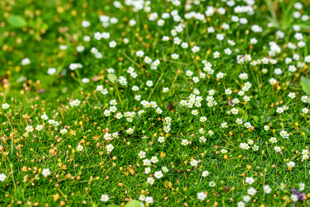 Heath pearlwort lawn or Sagina subulata