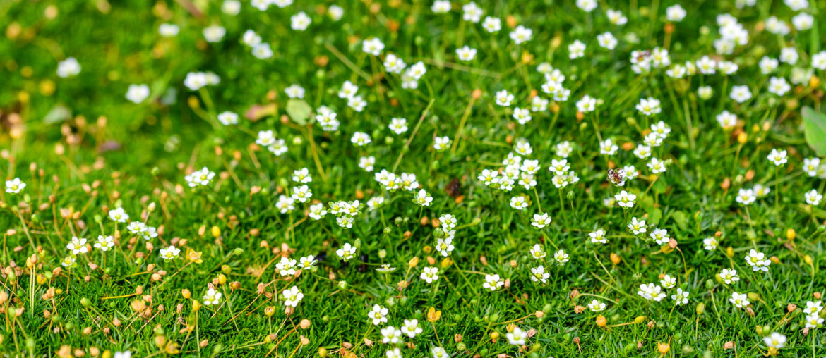 Heath pearlwort lawn or Sagina subulata