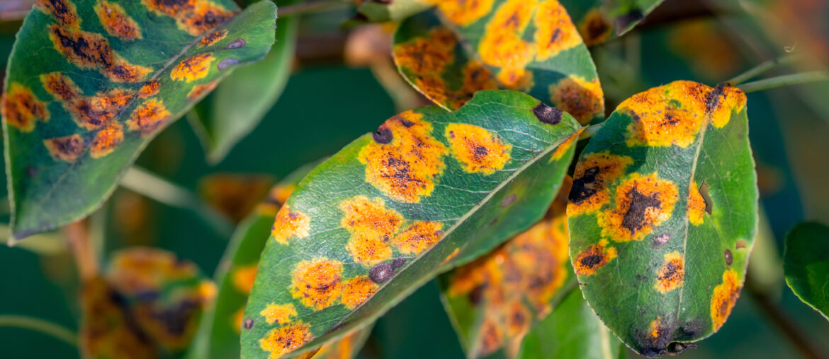 affected by the fungal disease Gymnosporangium sabinae pear