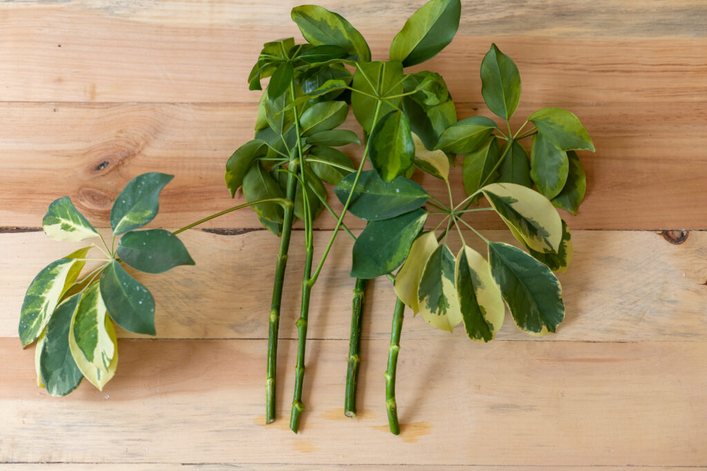 schefflera stem cuttings for propagation