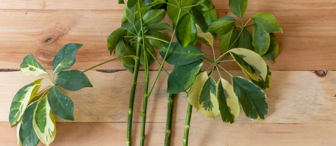 schefflera stem cuttings for propagation