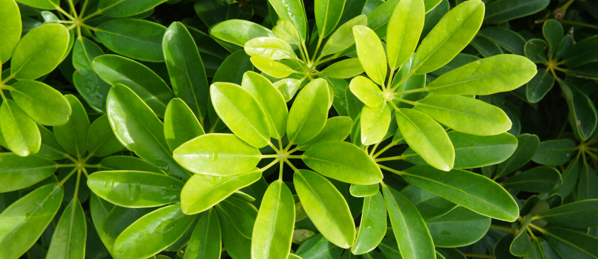 Schefflera arboricola green foliage plant background