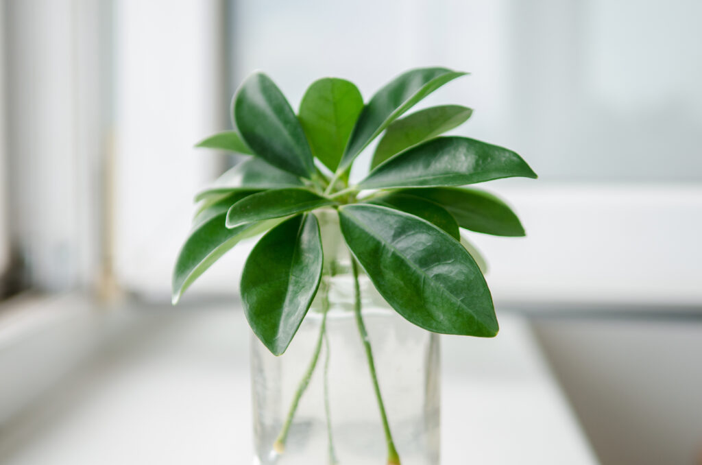 Leaves of a freshly cut house plant Schefflera stand in a transparent jar on a white background on the windowsill