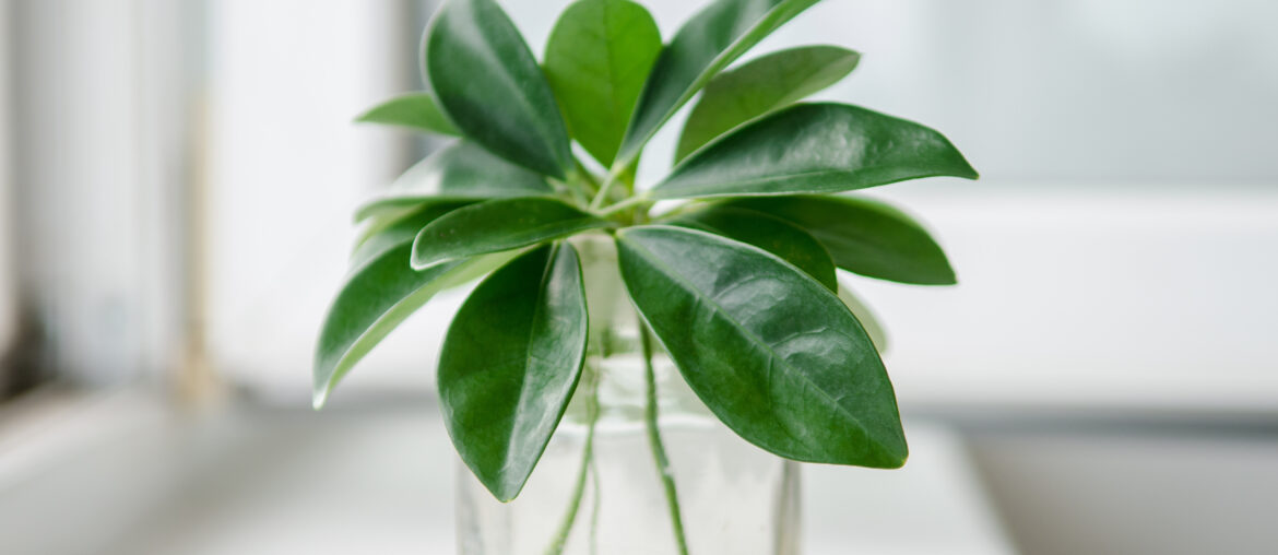 Leaves of a freshly cut house plant Schefflera stand in a transparent jar on a white background on the windowsill