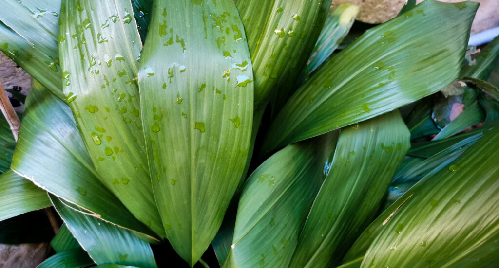 Aspidistra elatior Blume grandi verdi foglie si intrecciano bagnate dalla pioggia