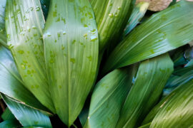 Aspidistra elatior Blume grandi verdi foglie si intrecciano bagnate dalla pioggia