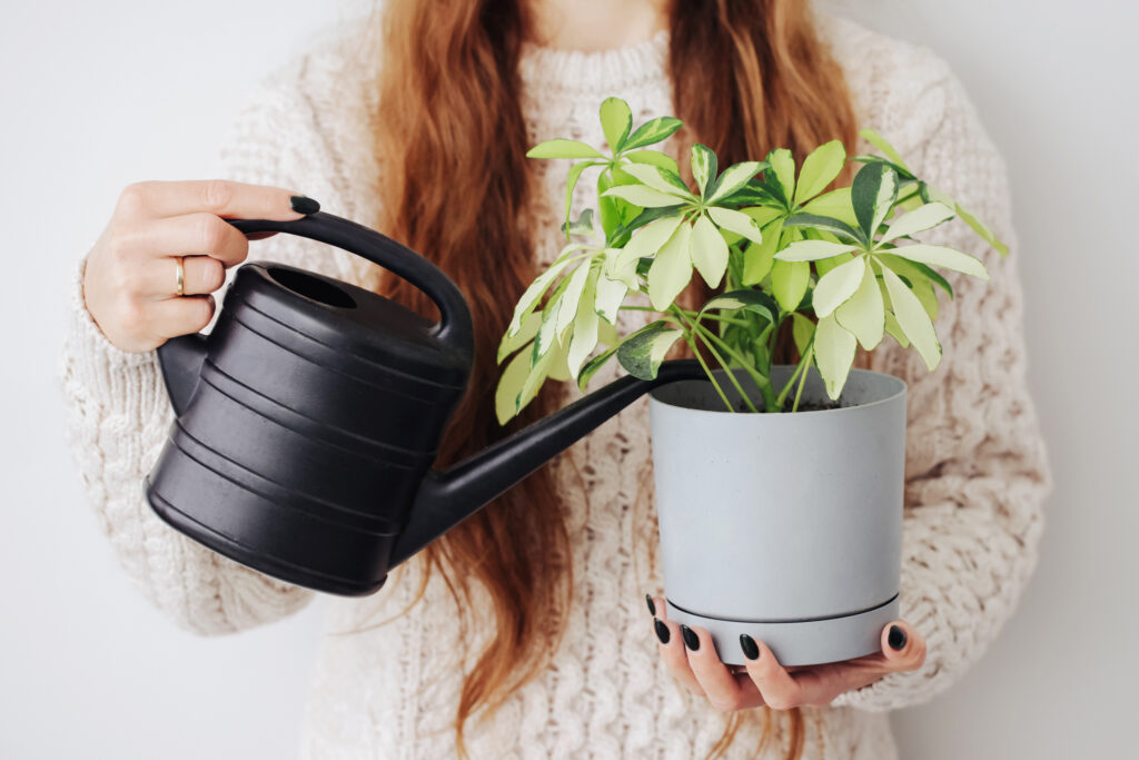 Woman watering plant. Schefflera arboricola in plastic pot home gardening. Taking care of flowers. Watering plant. Plastic watering can. Young female gardner. Warm woolen sweaters