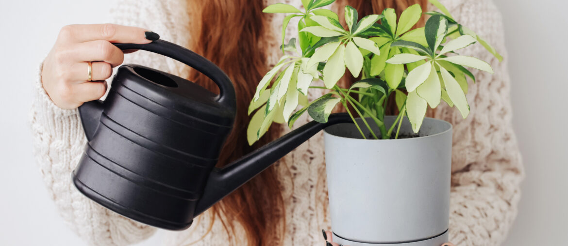 Woman watering plant. Schefflera arboricola in plastic pot home gardening. Taking care of flowers. Watering plant. Plastic watering can. Young female gardner. Warm woolen sweaters