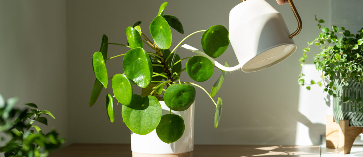 Woman watering potted Pilea peperomioides houseplant on the table at home, using white metal watering can, taking care. Hobby, indoor gardening, plant lovers.