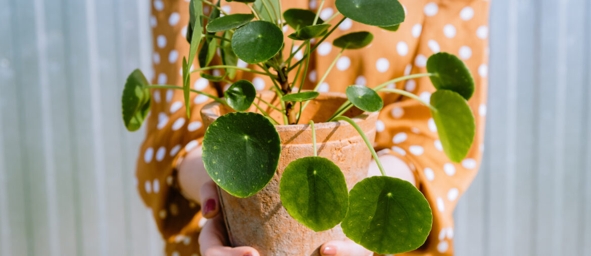 Woman holding Pilea Peperomioides, known as Pilea or Chinese money plant in terracotta flower pot. Concept of houseplants care