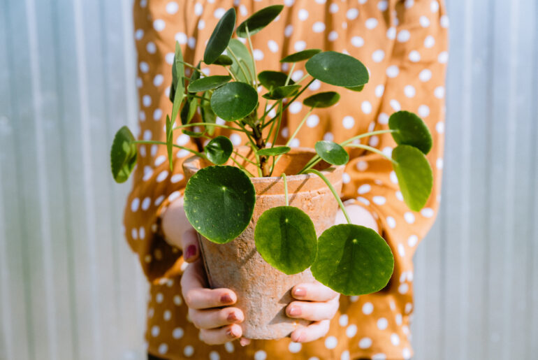 Woman holding Pilea Peperomioides, known as Pilea or Chinese money plant in terracotta flower pot. Concept of houseplants care