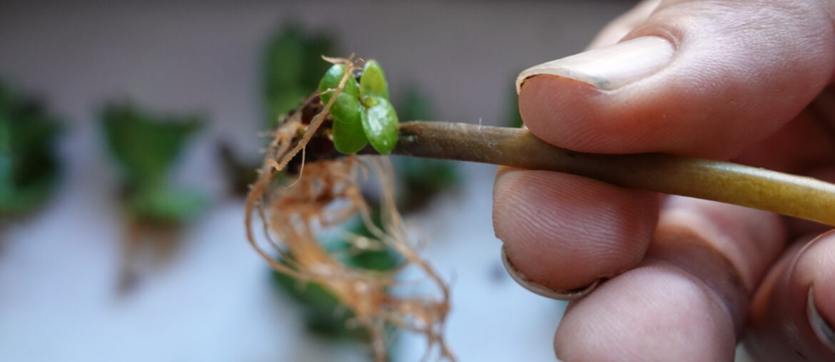 man holds plant reproduced by cutting of pilea peperomioides or Chinese money plant