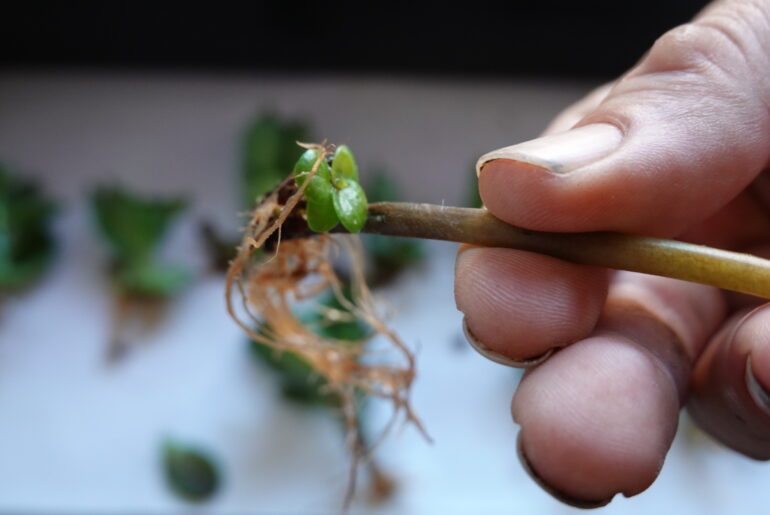 man holds plant reproduced by cutting of pilea peperomioides or Chinese money plant