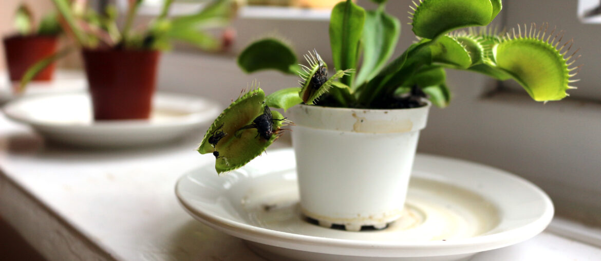 Venus flytrap plant with trapped flies