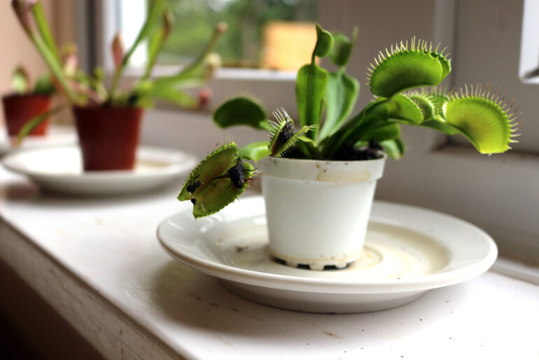 Venus flytrap plant with trapped flies