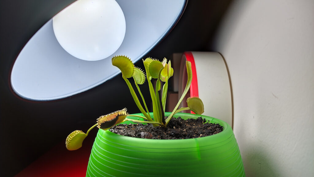 Venus Flytrap in indoor grooming