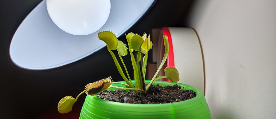 Venus Flytrap in indoor grooming