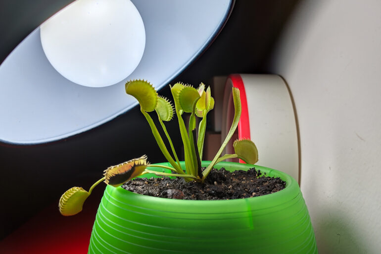 Venus Flytrap in indoor grooming