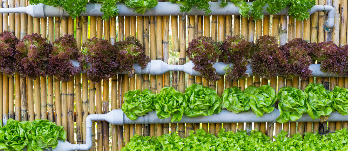 Hydroponic Vertical Gardening