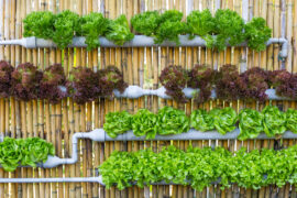 Hydroponic Vertical Gardening