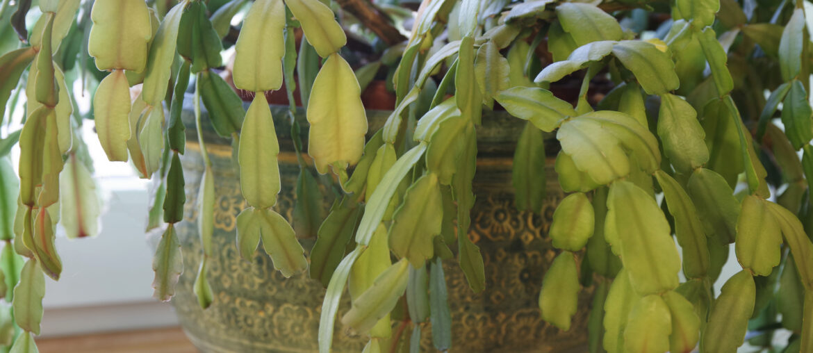 Green christmas cactus. Schlumbergera truncata houseplant. Closeup