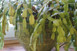 Green christmas cactus. Schlumbergera truncata houseplant. Closeup