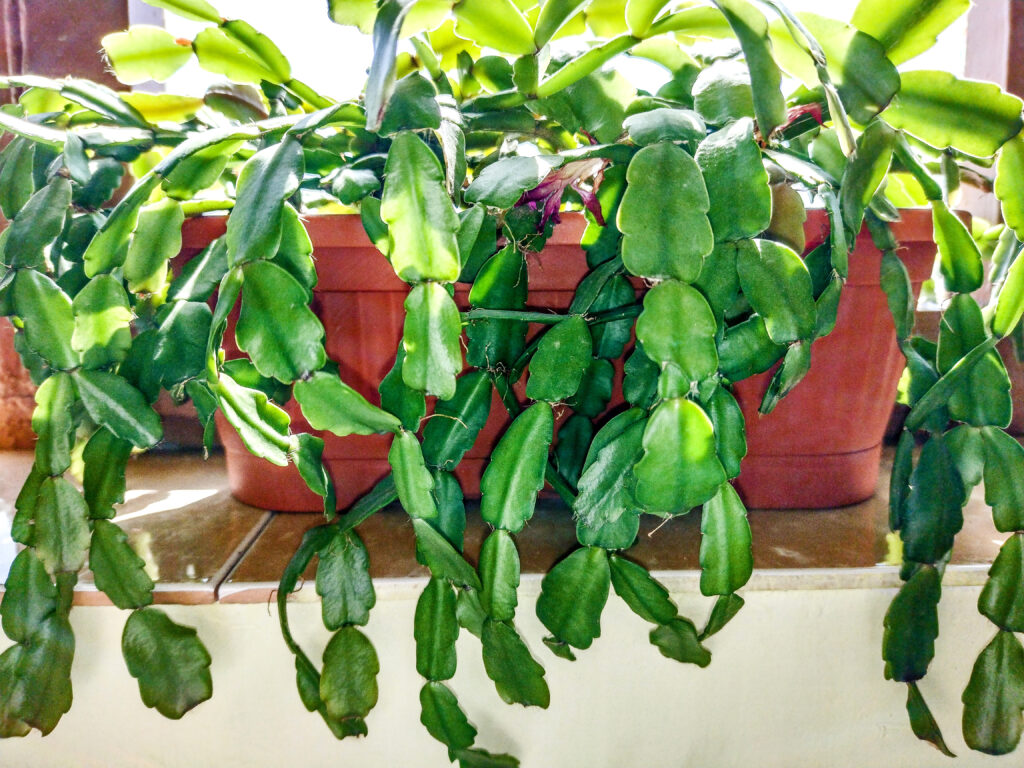 Christmas cactus plant - Schlumbergera plant