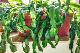 Christmas cactus plant - Schlumbergera plant