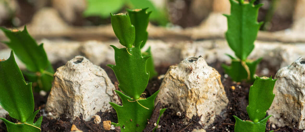 Propagation of Christmas Cactus in egg carton