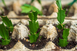 Propagation of Christmas Cactus in egg carton