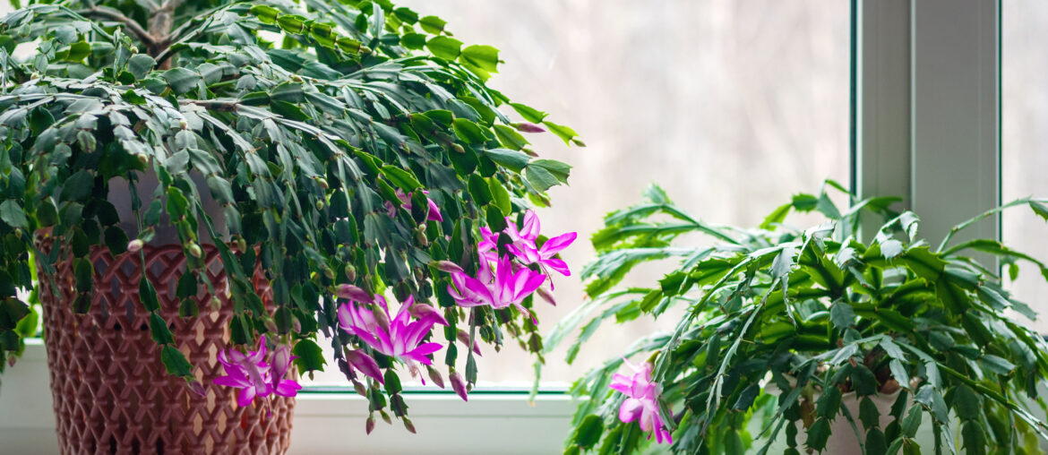 Thanksgiving cactus (Schlumbergera truncata) or crab cactus plants on window sill start blossoming in winter