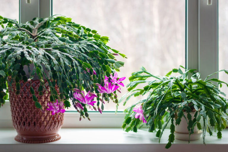 Thanksgiving cactus (Schlumbergera truncata) or crab cactus plants on window sill start blossoming in winter