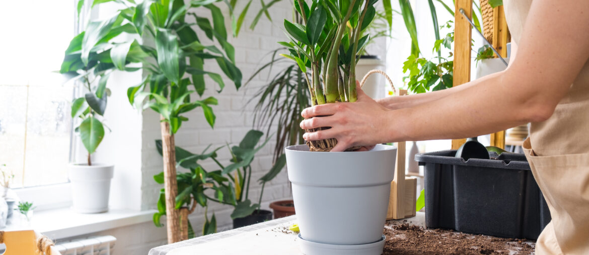 Repotting overgrown home plant succulent Zamioculcas with a lump of roots and bulb into new bigger pot. Caring for potted plant, hands of woman in apron, mock up